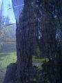 Anti-possum plastic ring around tree trunk, Royal Botanic Gardens IMGP2705